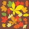 Multi-colored autumn leaves