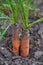 Multi-colored baby carrots from the garden