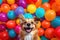 Multi-colored balloons and funny dog, puppy, kitty. Holiday. Birthday. Gift