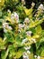 Multi colored Beautiful little White flowers Bunch with green leeves on back ground