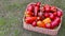 Multi-colored bell peppers in a basket on the grass. The concept of freshly grown vegetables, vitamins. Farming and