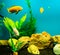 Multi-colored bright fish swim in the aquarium. Aquarium with small pets