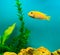 Multi-colored bright fish swim in the aquarium. Aquarium with small pets
