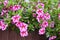 Multi colored Calibrachoa, Million bells flower blooming outdoors.