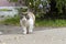 A multi-colored cat with white breasts is walking along the asphalt with yellow leaves. A contented cat walks along the road with