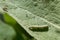 Multi-colored caterpillar on leaf