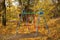 Multi-colored children`s swing in the autumn park among the yellowed foliage. Change of seasons. Children grow up and leave their