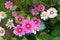 Multi-colored cosmos blooms rise above morning glories