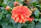 a multi-colored dahlia dalia flower in a garden, fully blooming with petals of varying colors, from red to orange and yellow