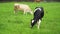 Multi-colored domestic cows graze on a green meadow, eating grass