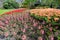 Multi-colored flower beds at Keukenhof Gardens