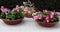 Multi-colored flowering plants moving in the wind on a workbench in a greenhouse, Mexican clay pots