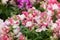 Multi-colored flowers of Antirrhinums