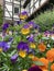 Multi-colored flowers on the background of a half-timbered house in Europe. Blooming Pansies in the spring