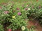 Multi-colored flowers in the backyard in summer