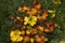 Multi colored flowers of Erysimum cheiri