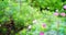 Multi-colored flowers and green bushes. Graceful green plants and bright colorful flowers. Beautiful natural wallpaper. Video post