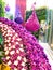 Multi-colored flowers In Orchid in Bangkok