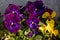 Multi-colored flowers, violet tricolor or Pansies, macro