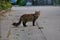 multi-colored fluffy cat stands in the yard on the pavement