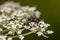 multi-colored fly sits on a white flower