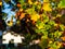 Multi-colored foliage of autumn plane tree in the park near a cozy house