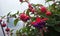 Multi-colored fucshia flowers open an leafy branches