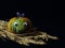 Multi-colored funny pumpkin with decorative eyes and decorative blue butterfly on ripe ears of wheat against dark background.