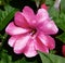 Multi-Colored Impatiens