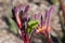 Multi colored `Kings Park Royale` kangaroo paw flower stem with blurred background