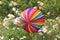 Multi colored lampion hanging in front of white blooming roses