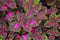 Multi colored leaves pink,purple and green color leaves