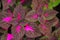 Multi colored leaves pink,purple and green color leaves