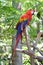 Multi-Colored Macaw