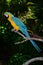 Multi-Colored Macaw on branch