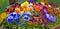 Multi-colored pansies
