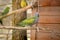 A multi-colored parrot sits on a perch in a large special cage. Zoo in Poland, Zielona Gora