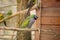 A multi-colored parrot sits on a perch in a large special cage. Zoo in Poland, Zielona Gora