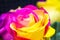 Multi-colored pink yellow rose close-up