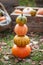 Multi-colored pumpkins lying on straw with a wooden box in an  autumn background. Tower from pumpkins Autumn time. Thanksgiving