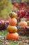 Multi-colored pumpkins lying on straw with a wooden box in an  autumn background. Tower from pumpkins Autumn time. Thanksgiving