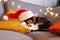 Multi Colored relaxed sleeping cat lying on the bright cushions on a gray sofa in a Santa& x27;s hat. Christmas cosy home