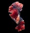 Multi-colored Siamese fighting fish mesmerizes with its kaleidoscope of hues, showcasing a breathtaking combination of colors