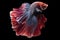 Multi-colored Siamese fighting fish showcases a stunning array of vibrant and contrasting colors, making it a visual delight