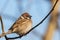 A multi-colored sparrow sits on a thin branch and looks at the photographer.