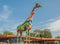 multi-colored tall statue of a giraffe in front of the entrance to the Kiev Zoo