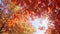 Multi colored tree leaves in autumn on sunny sky