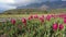 Multi Colored Tulips Bloom Amid Garden and Mountains in Kashmir