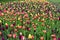 Multi colored tulips in a meadow