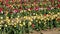 Multi-colored tullips planted in long rows in garden